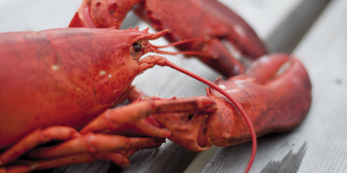 Mitonnée de homard à la bière et aux herbes salées