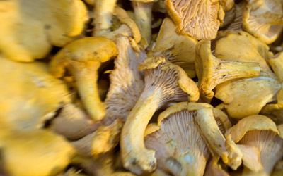 Petits carrés au chocolat et aux champignons sauvages