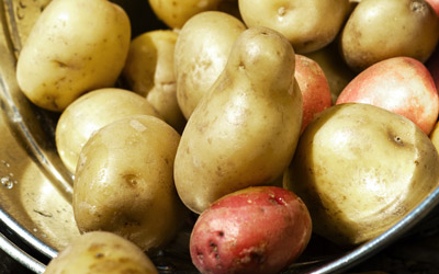 Gratin de pommes de terre à la crème